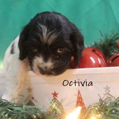 puppy, for, sale, Cocker Spaniel, Joe & Cherri  Overlease, dog, breeder, Miller, MO, dog-breeder, puppy-for-sale, forsale, nearby, find, puppyfind, locator, puppylocator, aca